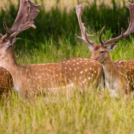 Jagdschloss Moenchbruch Mörfelden-Walldorf