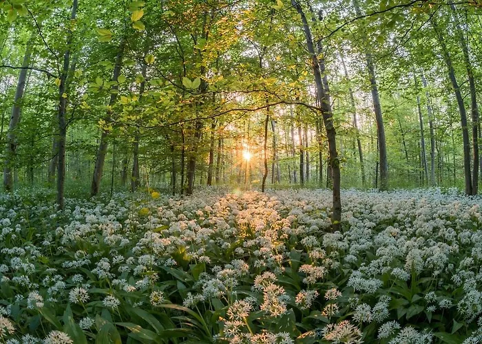 Jagdschloss Moenchbruch 모르펠덴발도르프