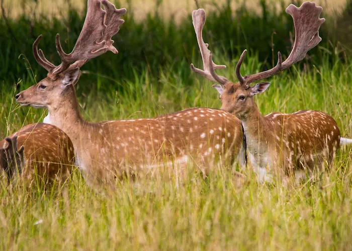 Jagdschloss Moenchbruch 모르펠덴발도르프